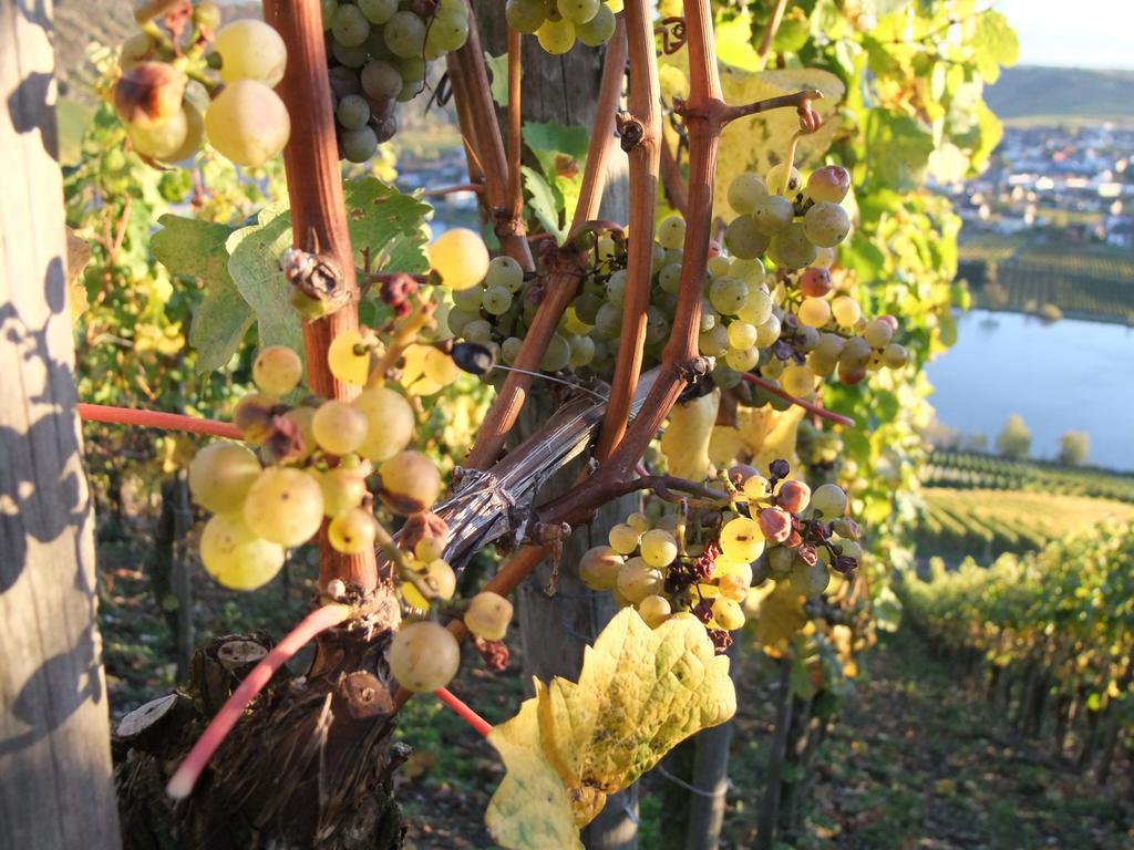 Weingut Lehnert-Veit Gutshotel Piesport Extérieur photo